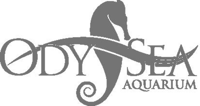 Fair Maidens & Masks Partner - OdySea Aquarium